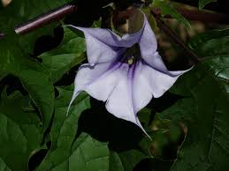 Image result for Datura