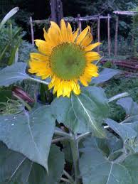 Himawari no yakusoku (ひまわりの約束）storyline:it's 2019. Iplant Page Home Gardening Lagu Bunga Matahari