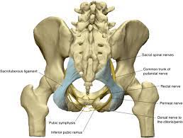 Its medial borders are formed by the. Three Dimensional Posterior View Of The Pelvis Download Scientific Diagram