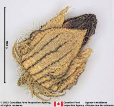 Image result for Hibiscus tridactylites