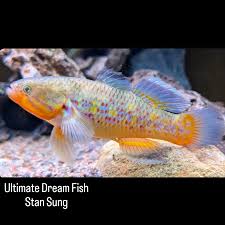 Image result for Aptosimum elongatum