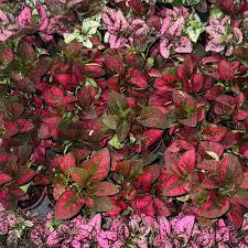 Image result for Hypoestes