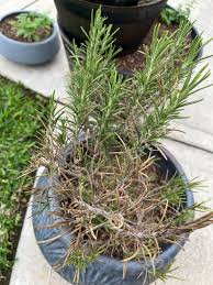 Image result for rosemary pruning