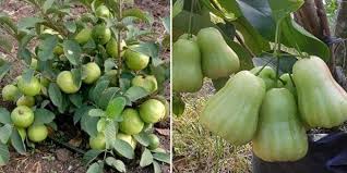 These glossy gems are traditional and delicious and easy to grow in pots. Growing Dwarf Fruit Trees In Backyard Containers Gardening Tips