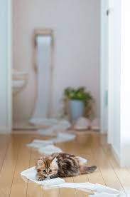 pin on i can does this