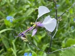 Image result for Aneilema leiocaule