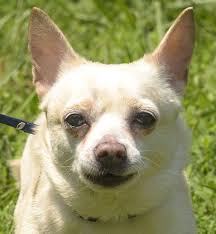 At furrylicious ® we promise a puppy experience like no other. Dog For Adoption Honey A Chihuahua Corgi Mix In Lambertville Nj Petfinder