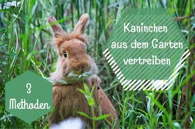 (wählen sie eine richtige variante.) ответ: Kaninchen Aus Dem Garten Vertreiben 3 Methoden