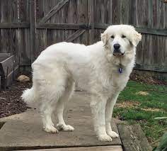 Skillet Roast Chicken With Fennel Parsnips And Scallions Recipe Great Pyrenees Dog Great Pyrenees Dog Breed Info