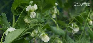 Metal rods can be used as a means of staking peas in the garden. Planting Plans For Garden Peas