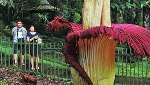 Ternyata banyak juga kan jenis bunga di dunia. 30 Bunga Bangkai Terbesar Di Dunia Mekar Di Bengkulu Pada 2019 Travel Tempo Co