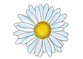 Daisy flower has a meaning of true and endless love and represents soulmates. Daisy Flower Meaning Symbolism Mythology Aster Meaning Uniguide