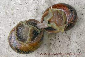 Most snails, including the commonly known garden snail, are hermaphrodites. Gardensafari Snails Slugs And Worms With Lots Of Pictures