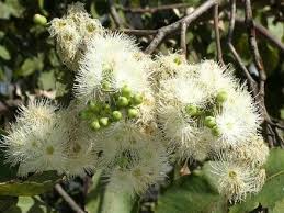 Image result for Eucalyptus torelliana