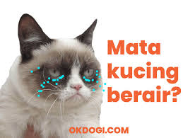 Mata Kucing Berair Faktor Penyebab Cara Mengobati