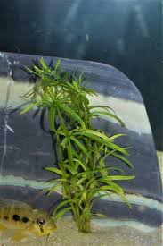 Image result for Pogostemon