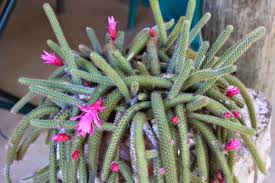 Give yourself an instant boost while out and about with kiehl's cactus flower & tibetan ginseng mist. Gardening In Africa Flower Of The Rattail Cactus Cactus Flower Cactus Cactus Types