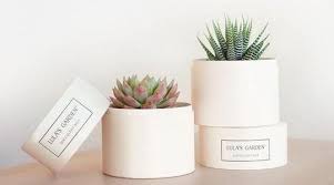 Lula S Garden Succulent Delivery Review Plant Delivery Online Flower Delivery Best Flower Delivery