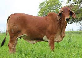 Private treaty brahman cattle for sale. Brahman Cattle For Sale