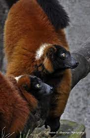 Red Ruffed Lemur Ani 145 Madagascaranimal Photography Etsy Madagascar Animals Lemur Animals