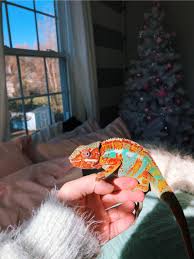 Vsco Caitymiller Chameleon Pet Cute Reptiles Cute Baby Animals
