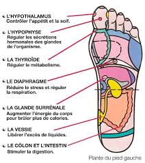 Reflexologie Plantaire A Faire Soi Meme 7 Points De Pression Qui Reduisent Le Stress Et Stimulent Le Metabolisme Reflexologie Plantaire Reflexologie Stress