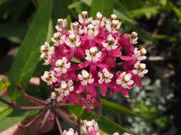 Image result for Asclepias graminifolia