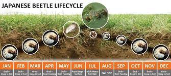 Japanese Beetle And Grub Control A M Leonard Inc