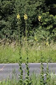 Image result for Jamesbrittenia micrantha