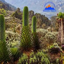 Image result for Deinbollia kilimandscharica