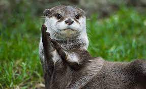 25 Animal Facts That Are Just As Bizarre As They Are Fascinating Otter Facts River Otter Otters
