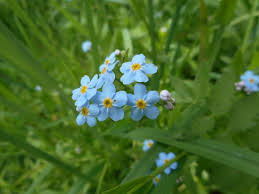 Image result for Cystostemon