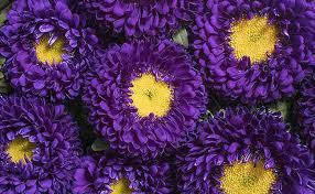In 2018, their total usage was 2.222% with 22 flower names listed among the top 1000, appearing with somewhat increasing regularity in the recent decade. Purple Colour Flower Names A List To Make Your Day More Vibrant