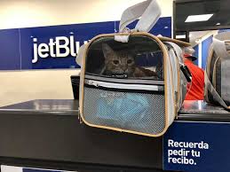 Travel in comfort and style with sherpa airline approved original deluxe pet carrier. Flying With Cats On An Airplane Cabin Useful Tips For Safe Relaxing Air Travel Experience With Your Pets