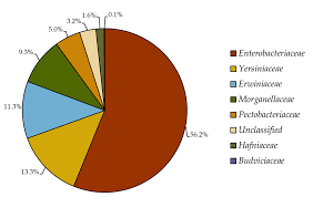 Image result for Enterobacteriaceae