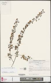 Image result for Orthopichonia schweinfurthii