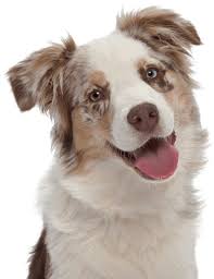 Change your schedule or cancel at any time. Vet Clinic In Marquette Upper Peninsula Mi Animal Hospital