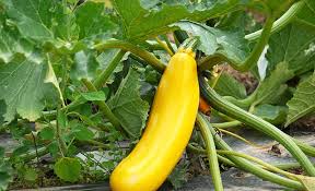 Image result for Cucurbitaceae