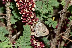 Image result for Apodanthaceae