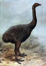 Moa Extinction Rapid Study Extinct Animals Extinction Extinct Birds