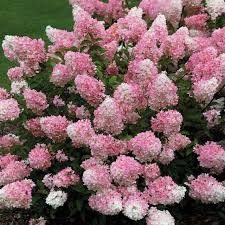 Image result for hydrangea paniculata vanille fraise