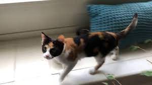 Unleash your creativity and share you story with us! Callie The Calico Cat Chitter Chatter Youtube