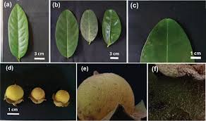 Image result for Diospyros sp. no. 1 sensu FZ