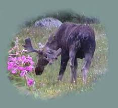 Elch Alces Alces Entwicklung Erdzeitalter Grammoceras, ammonit aus dem unteren jura (lias, toarcien), durchmesser: