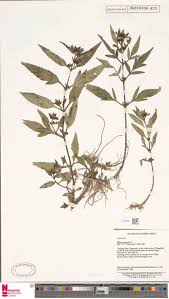 Image result for Landolphia letestui