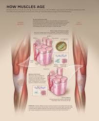 how muscles age and how exercise can slow it the