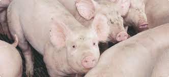 Water The Forgotten Nutrient For Pigs Agriculture And Food