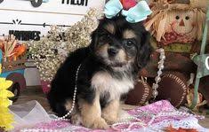 Maybe you would like to learn more about one of these? 280 Adorable Designer Puppies For Sale Ideas In 2021 Designer Dogs Breeds Puppies For Sale Puppies