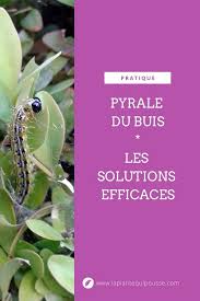 Comment se de barrasser des pucerons une fois pour toute. Traitements Et Solutions Contre La Pyrale Du Buis