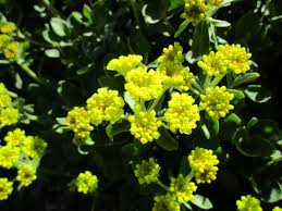 Image result for Eriosema pauciflorum
